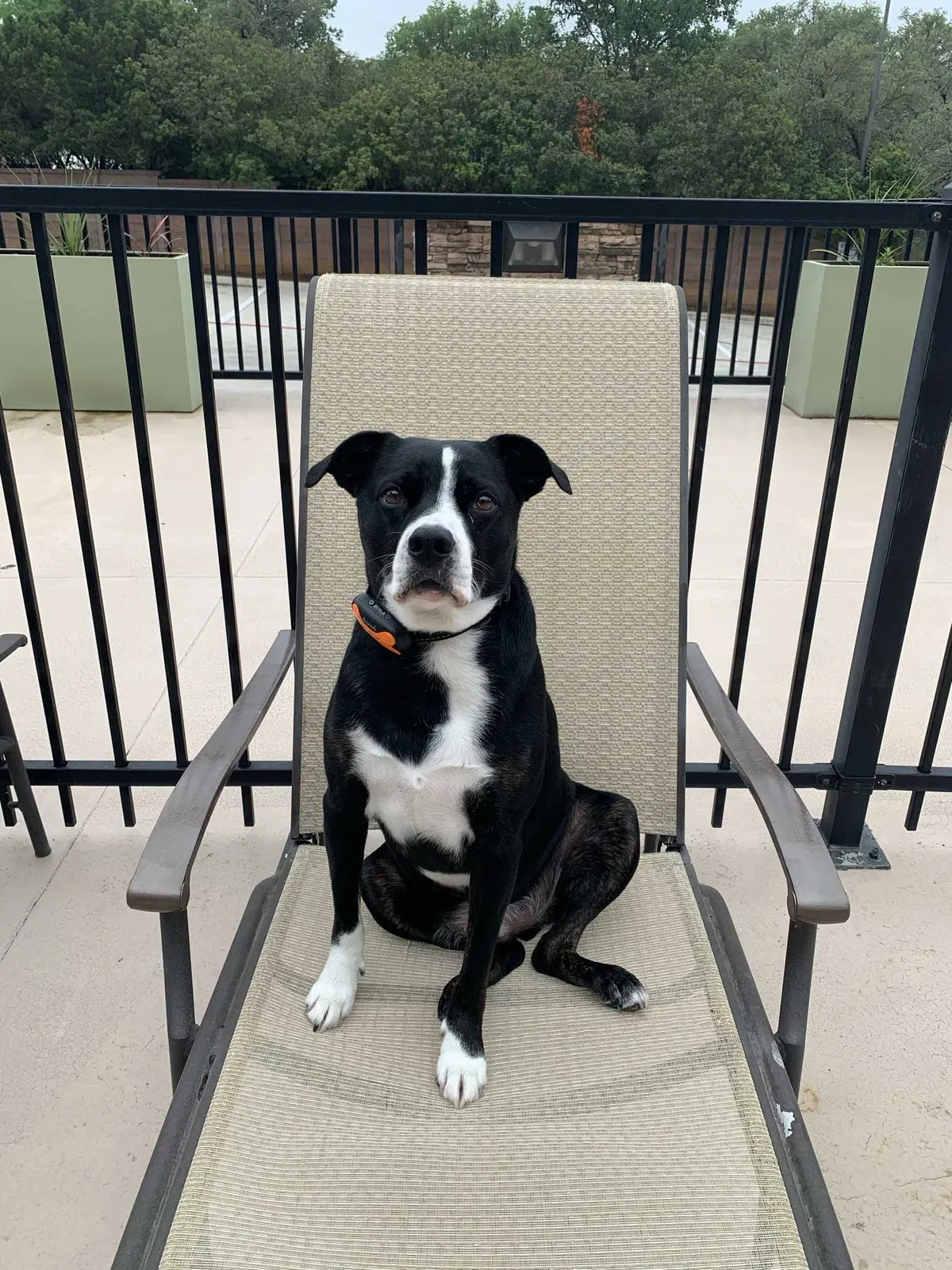 Lost dog in Pueblo, CO, 81007