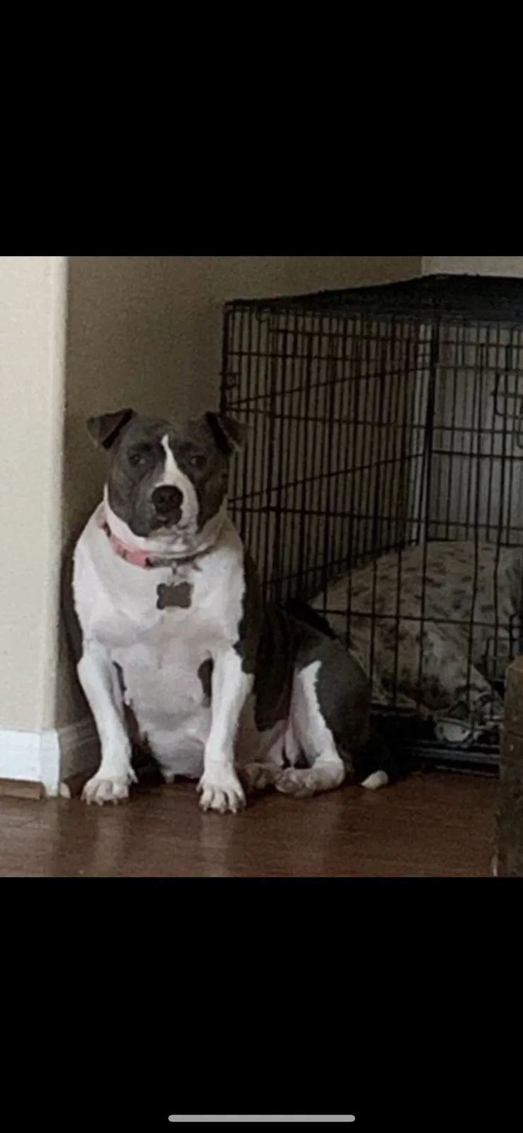 Lost dog in Montgomery, TX, 77356