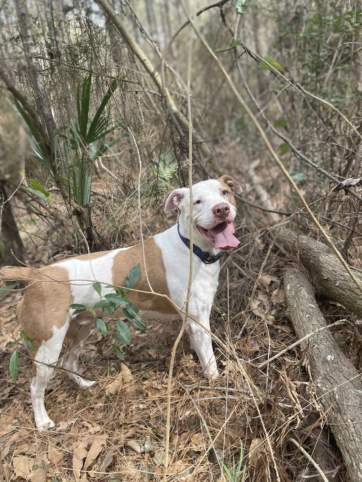 Lost dog in Houston, TX, 77072