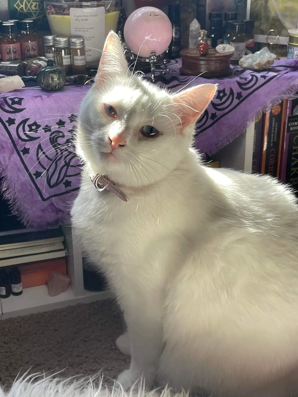 Lost cat in Clarksville, TN, 37042
