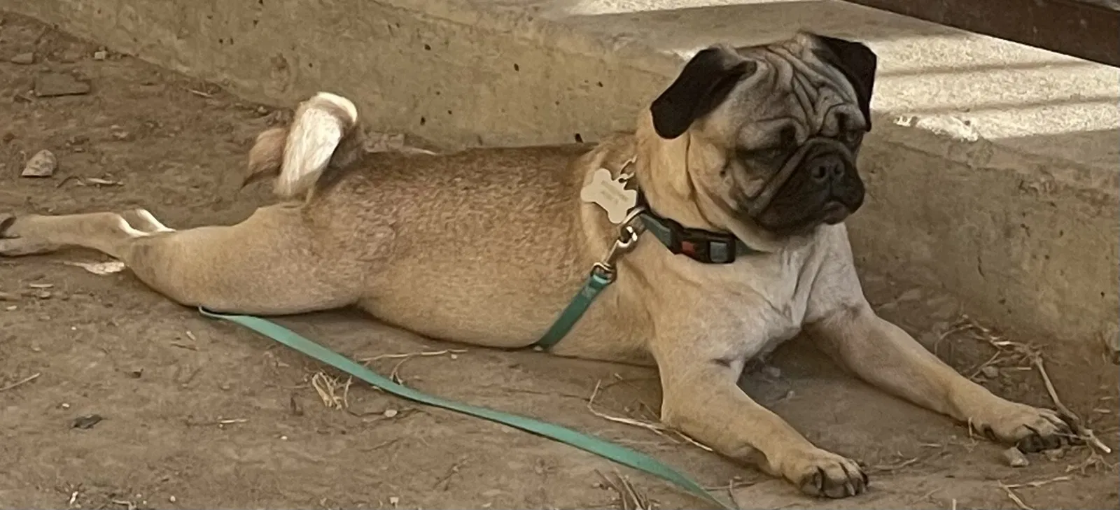 Lost dog in Fort Worth, TX, 76106