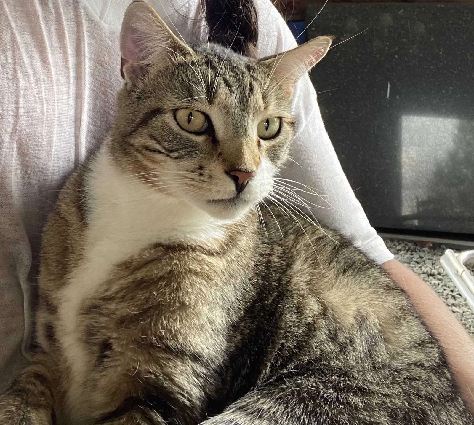 Lost cat in Concord, NC, 28027