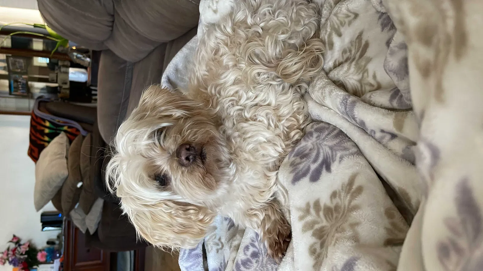 Lost dog in Hawthorne, CA, 90250