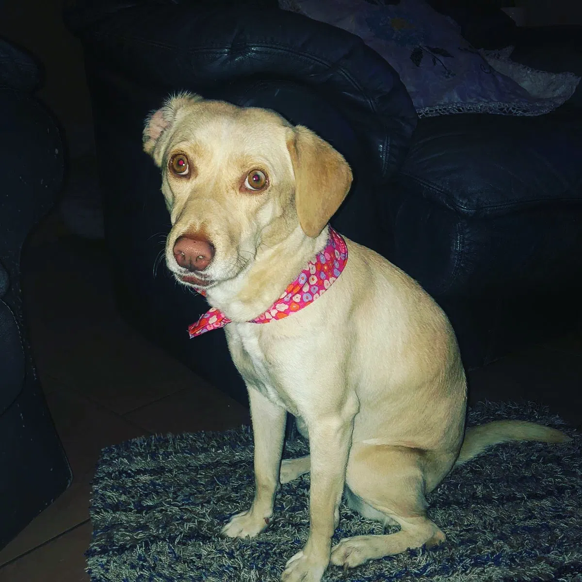 Lost dog in Phoenix, AZ, 85037