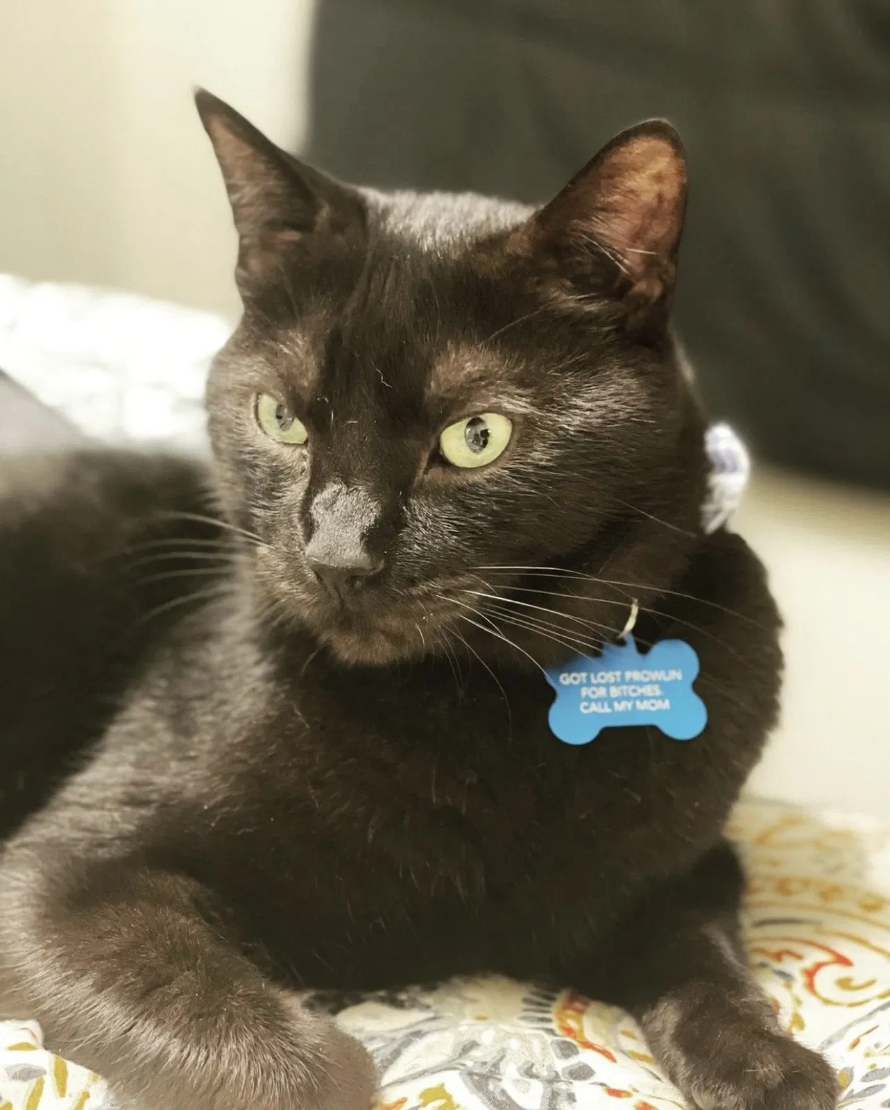 Lost cat in Fort Bragg, NC, 28307
