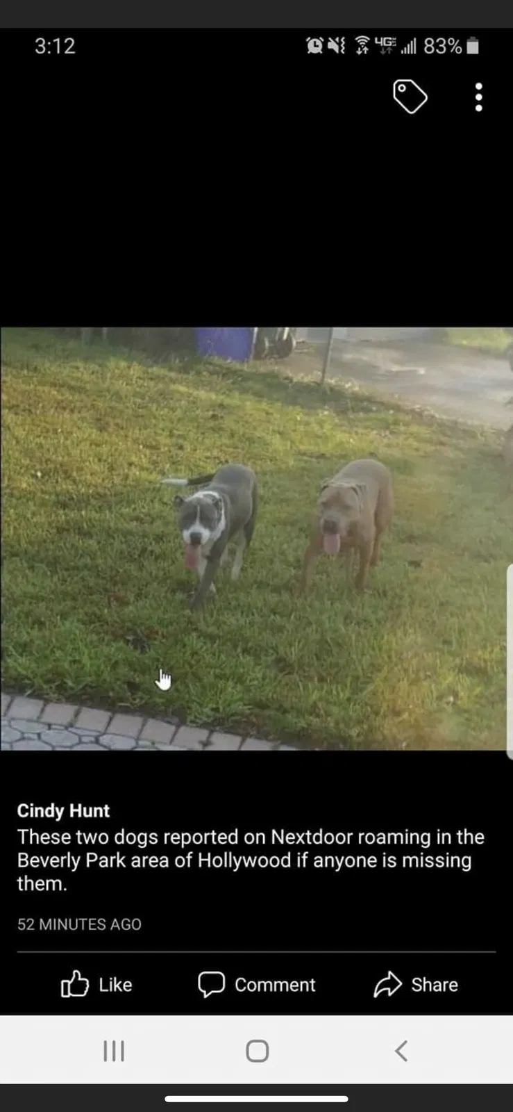Lost dog in Hollywood, FL, 33023