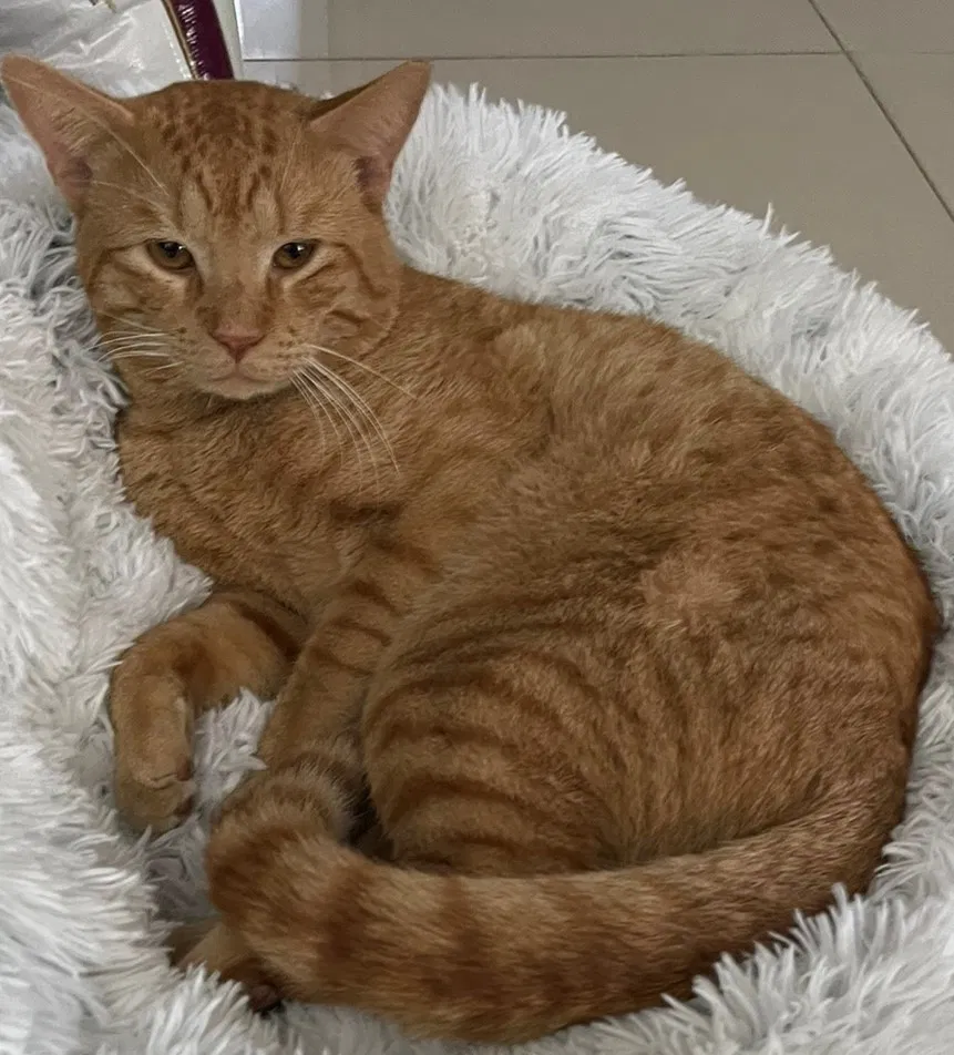 Lost cat in Cape Coral, FL, 33990