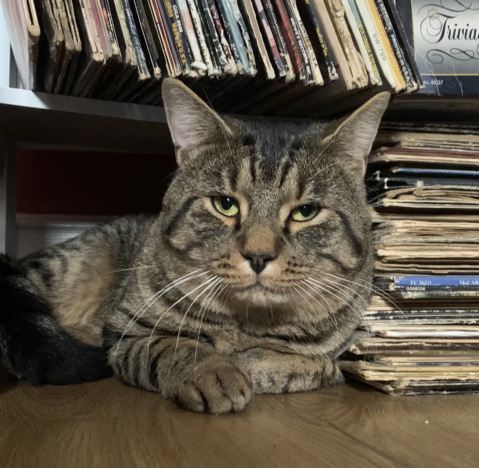Lost cat in Stamford, CT, 6902