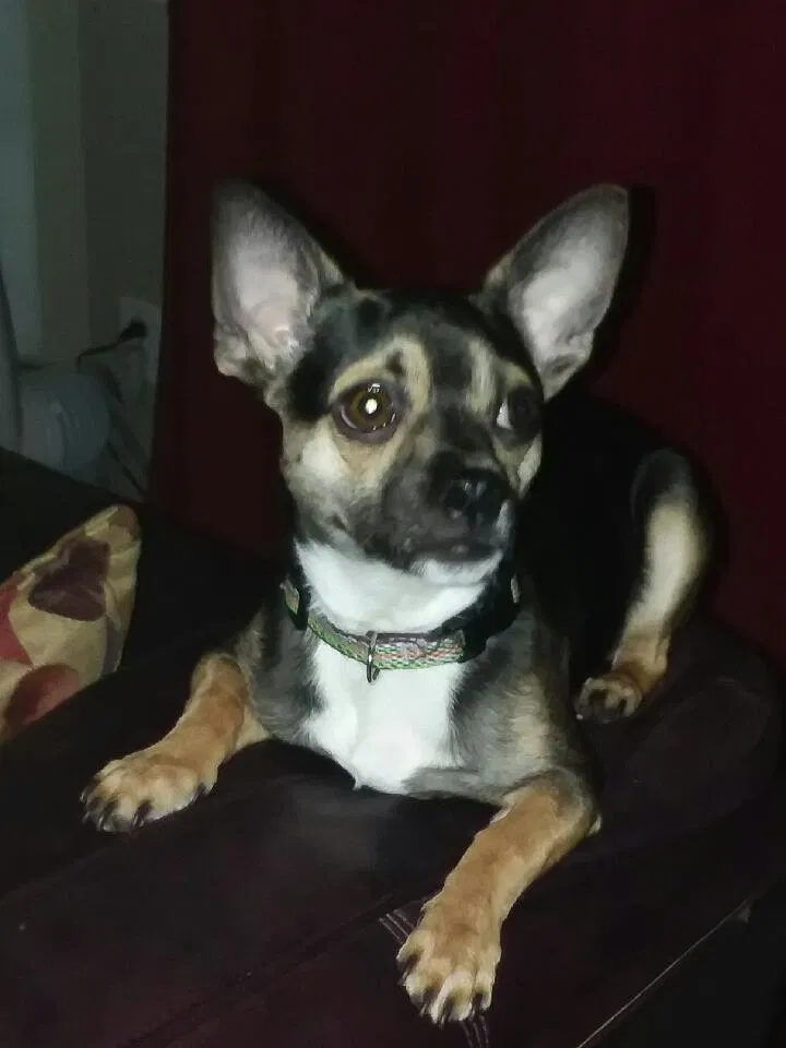 Lost dog in High Point, NC, 27262