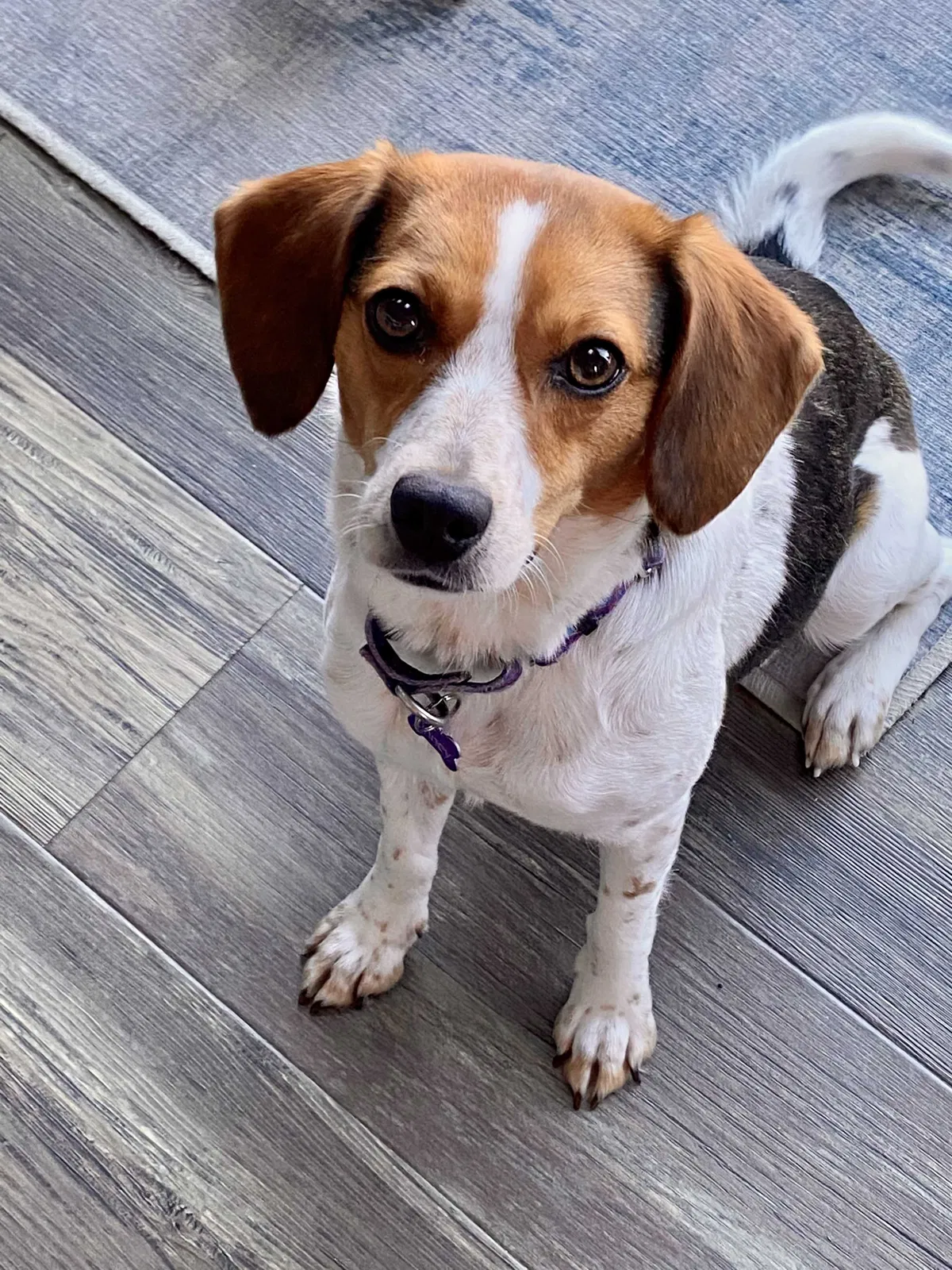 Lost dog in West Grove, PA, 19390