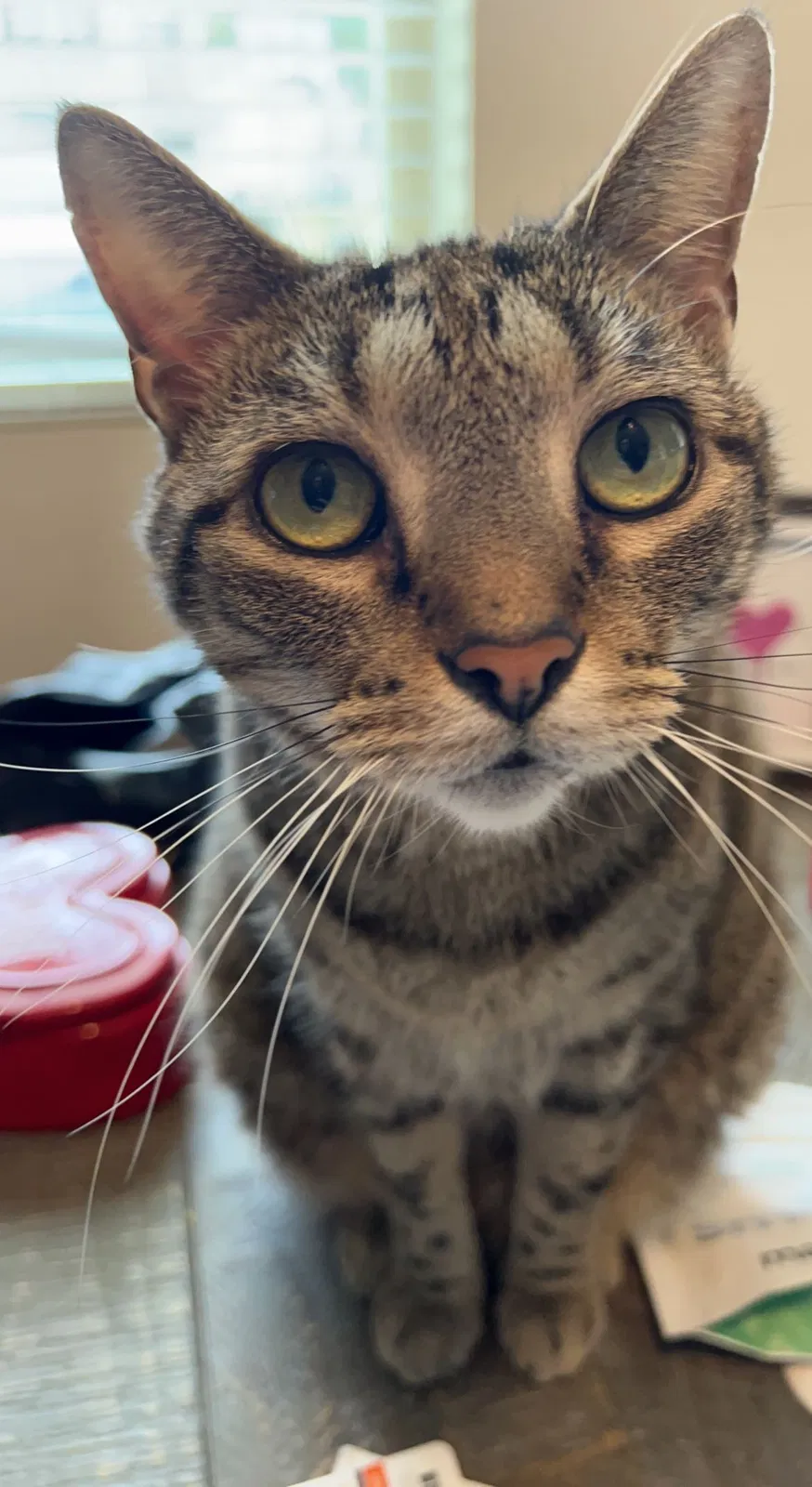 Lost cat in Durham, NC, 27704