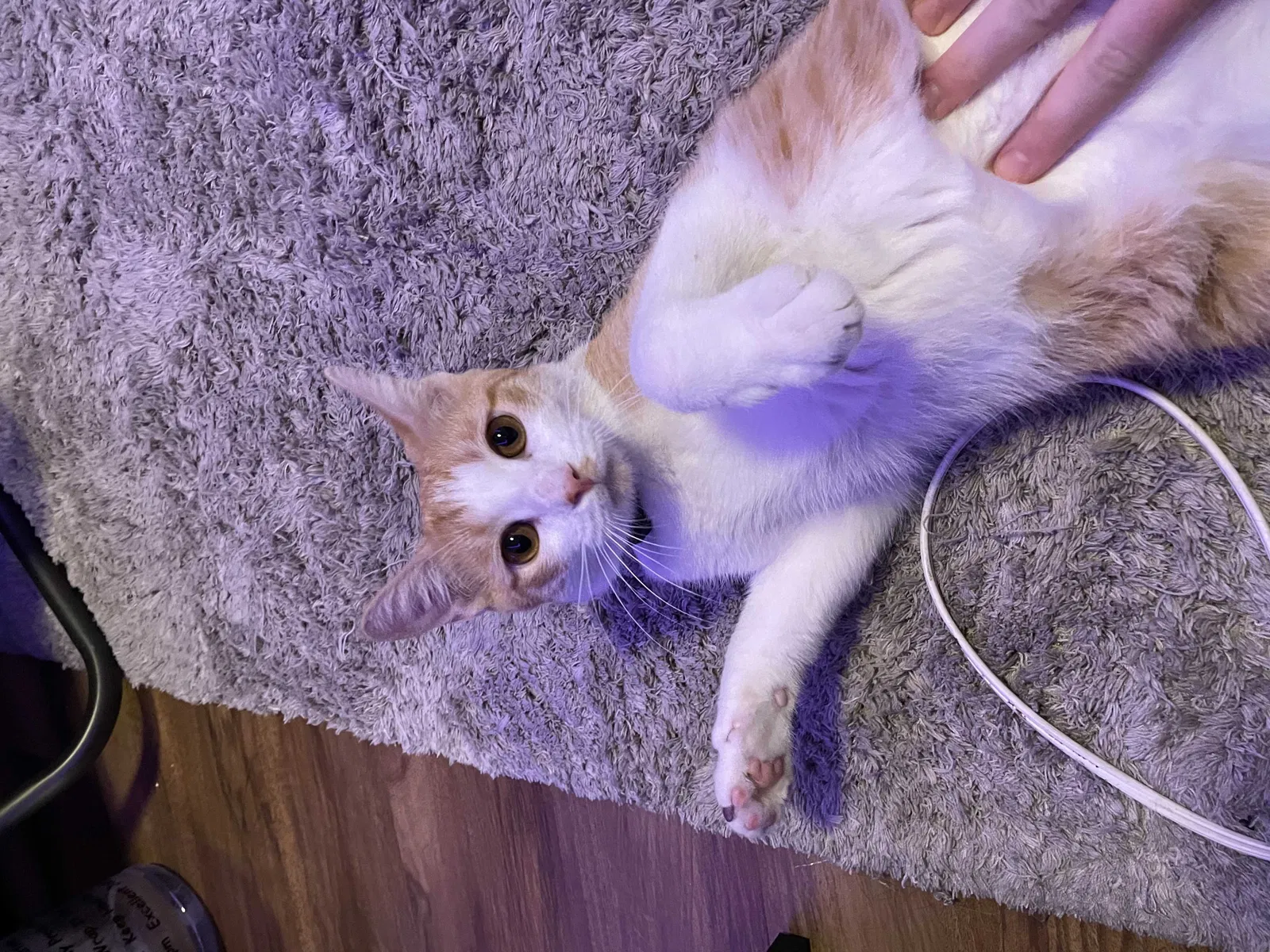 Lost cat in Tucson, AZ, 85742