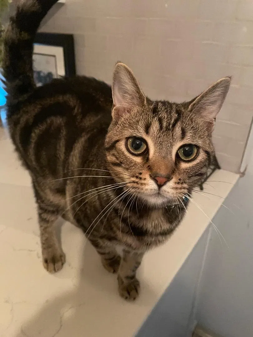 Lost cat in Louisville, KY, 40299