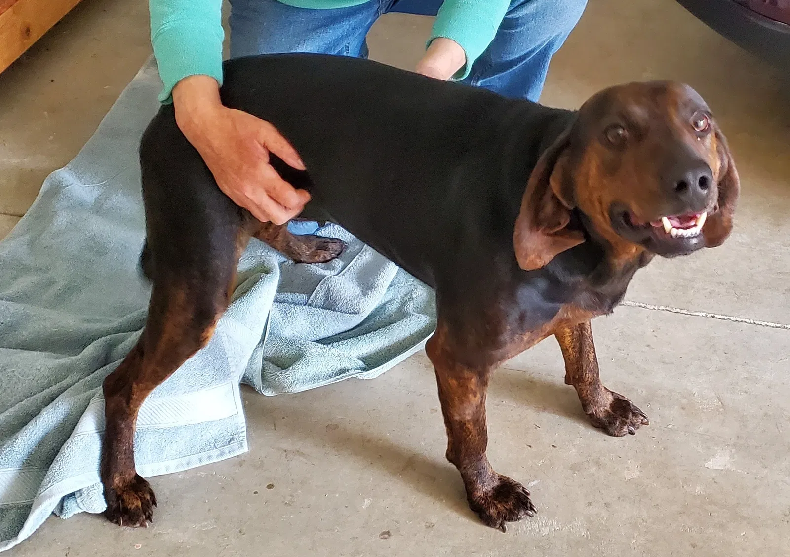 Found dog in Travelers Rest, SC, 29690