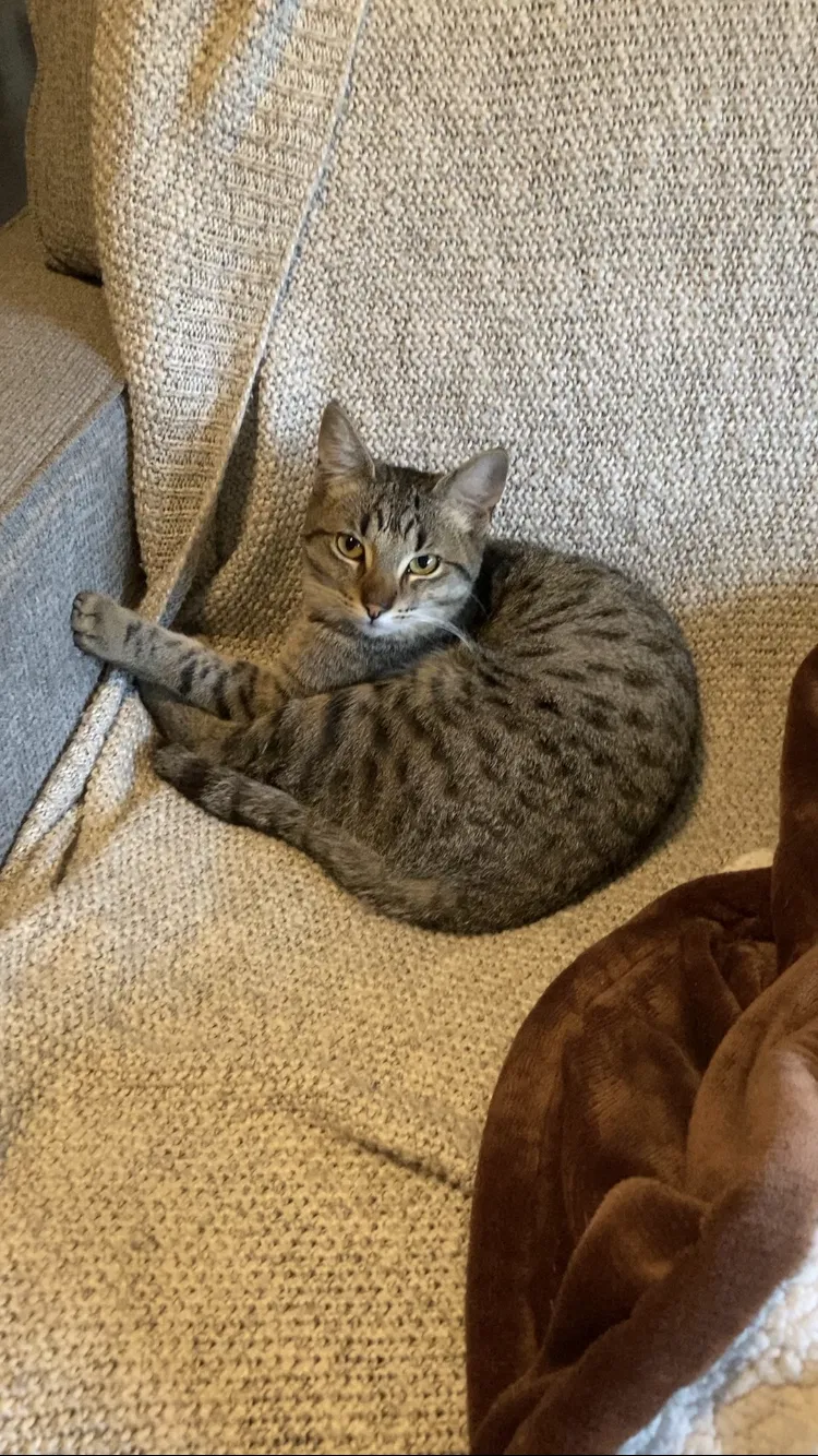 Lost cat in Bakersfield, CA, 93304
