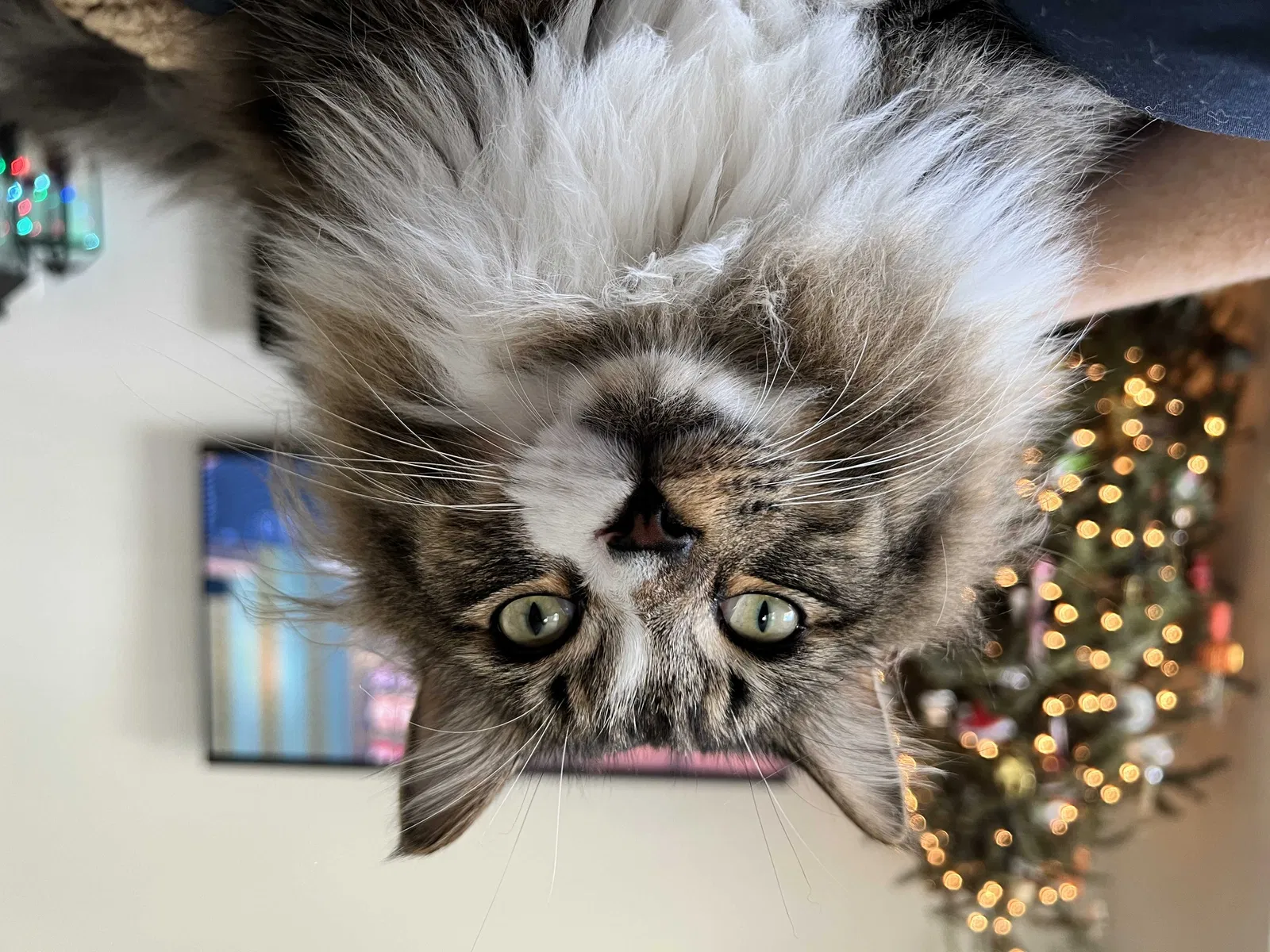 Lost cat in Sanford, FL, 32771