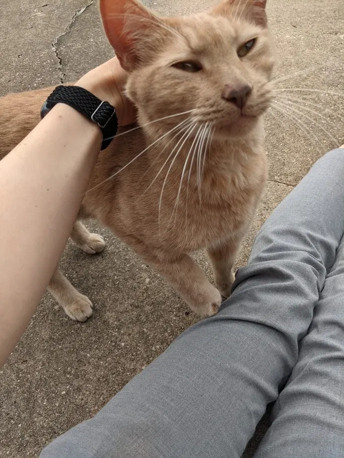Lost cat in Austin, TX, 78758
