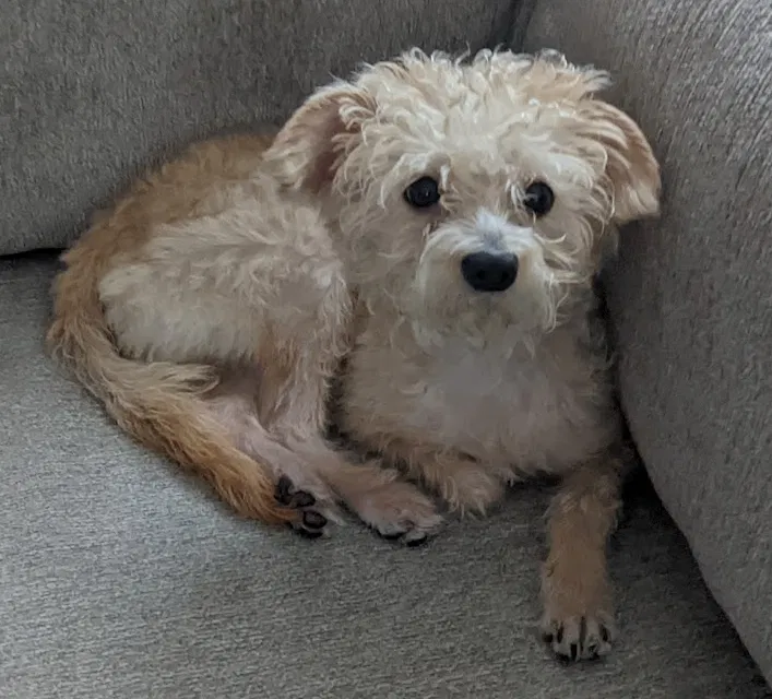 Lost dog in Yucaipa, CA, 92399