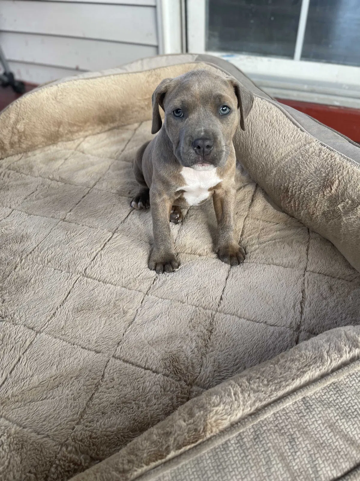 Lost dog in Goose Creek, SC, 29445