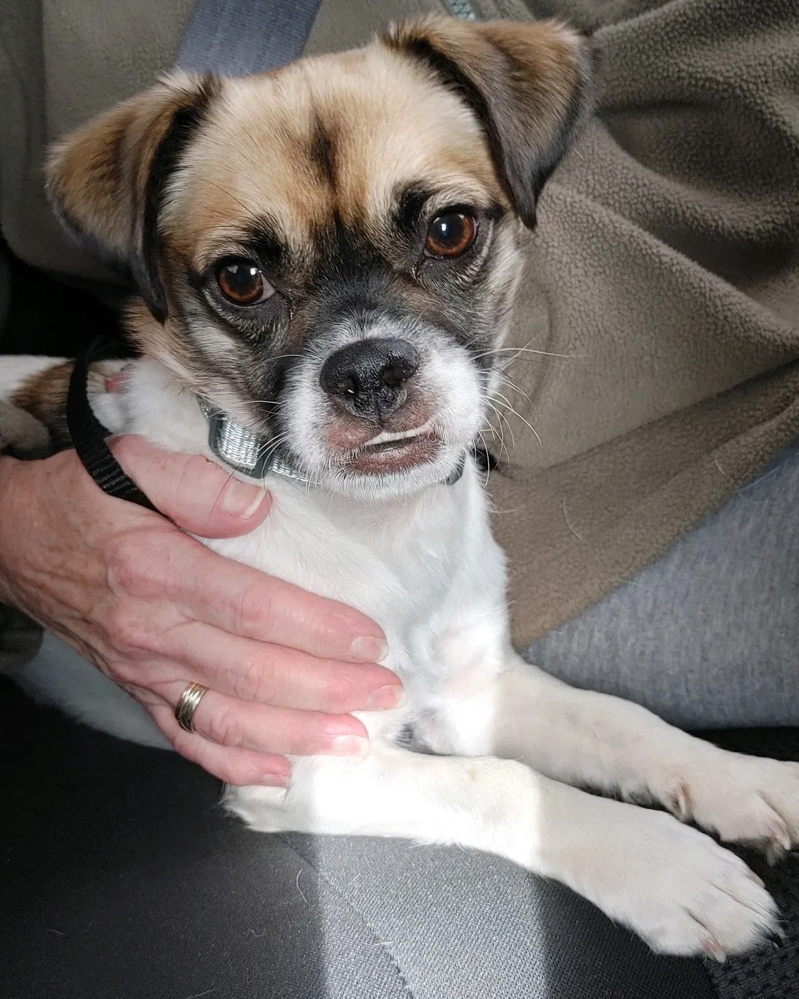 Lost dog in Englewood, CO, 80112