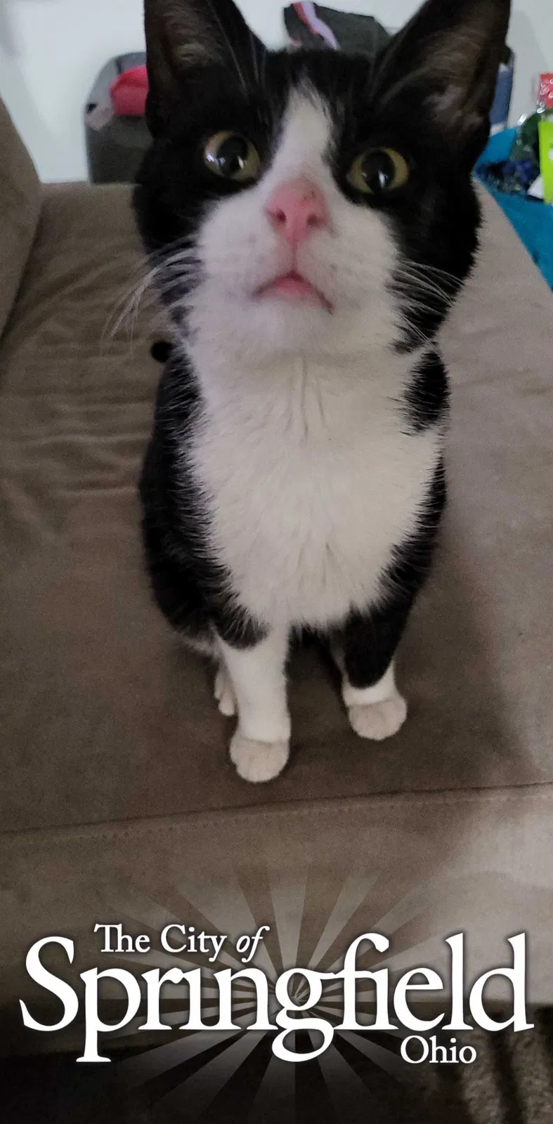 Lost cat in Springfield, OH, 45504