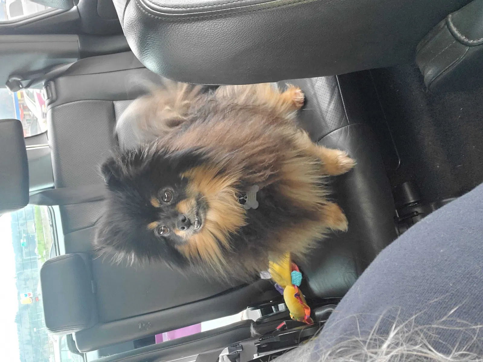 Lost dog in Centralia, WA, 98531