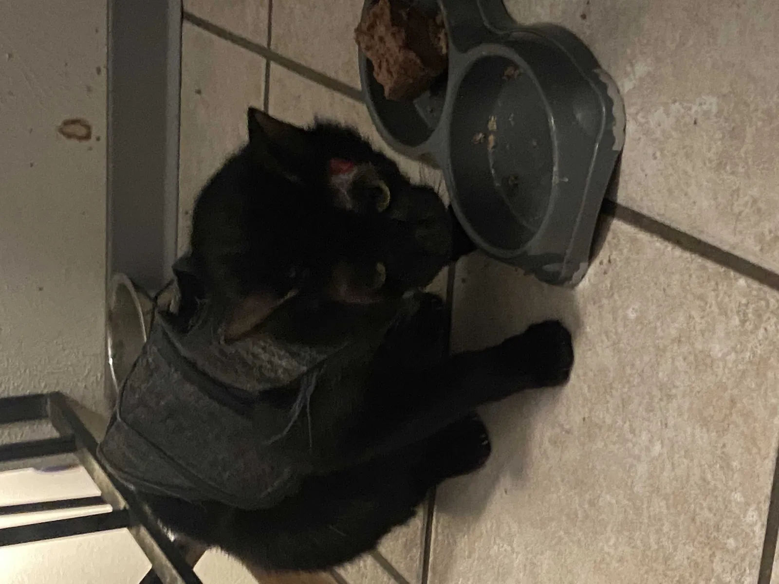 Lost cat in Aurora, CO, 80015