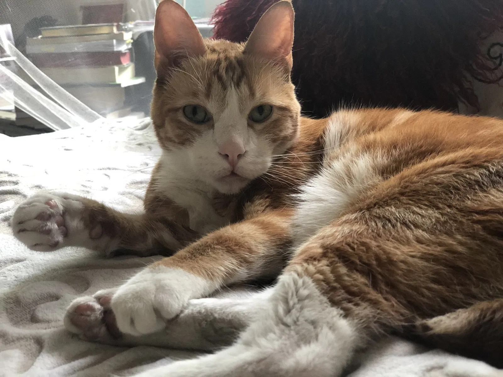 Lost cat in Los Angeles, CA, 90038