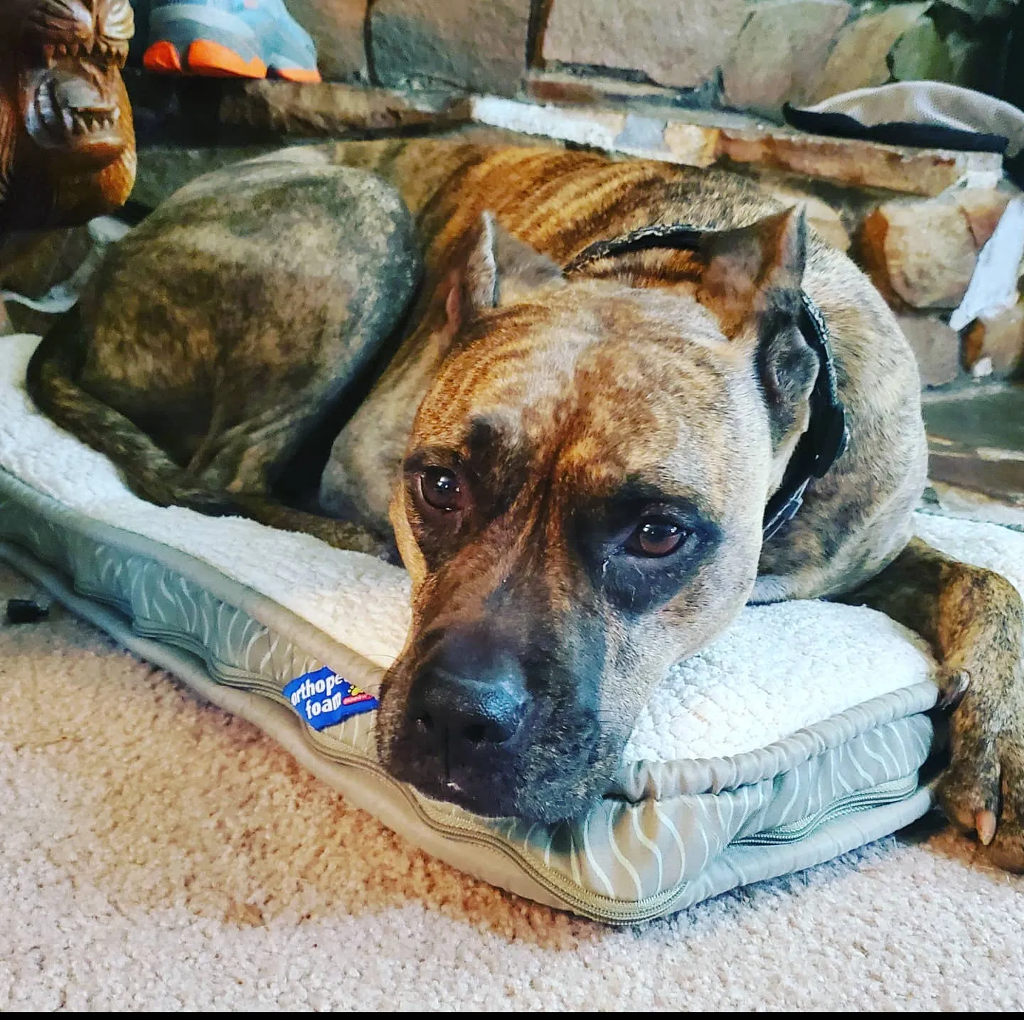 Lost dog in Clearlake Oaks, CA, 95423