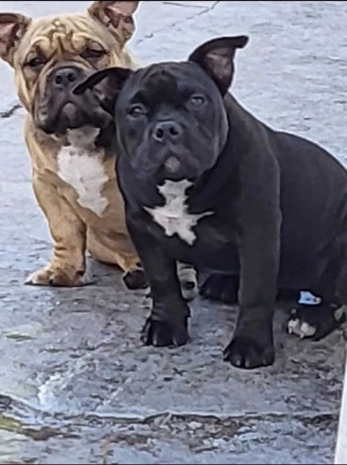 Lost dog in Hollywood, FL, 33024