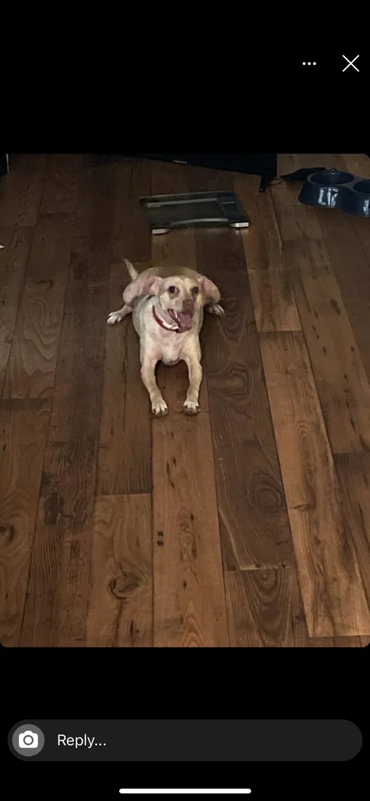 Lost dog in Killeen, TX, 76541