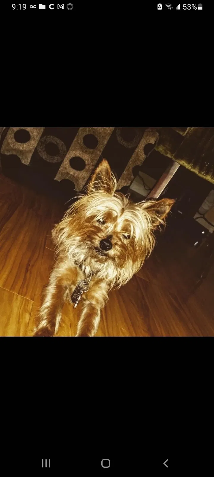 Lost dog in North Las Vegas, NV, 89084