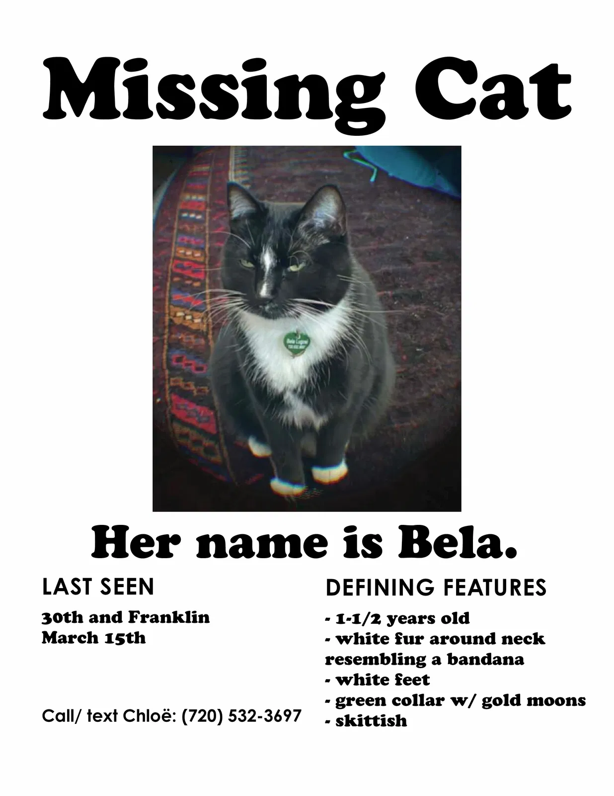 Lost cat in Denver, CO, 80205