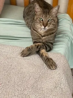 Lost cat in Albuquerque, NM, 87105