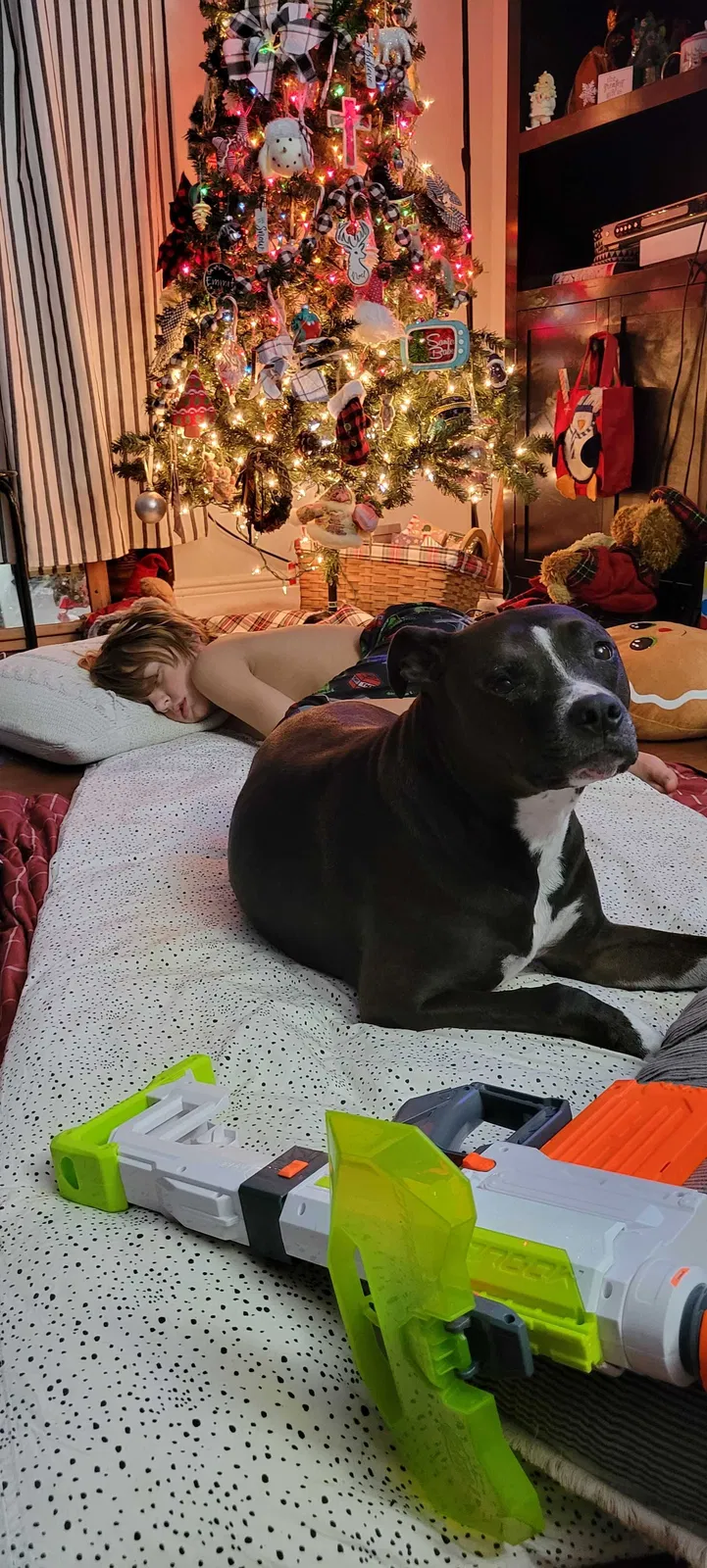 Lost dog in Fort Pierce, FL, 34982
