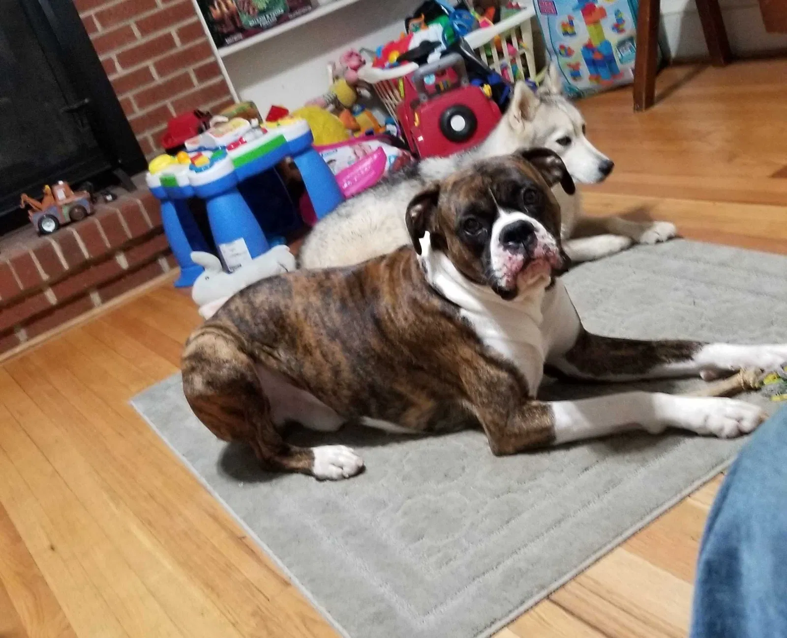Lost dog in Lexington, NC, 27295