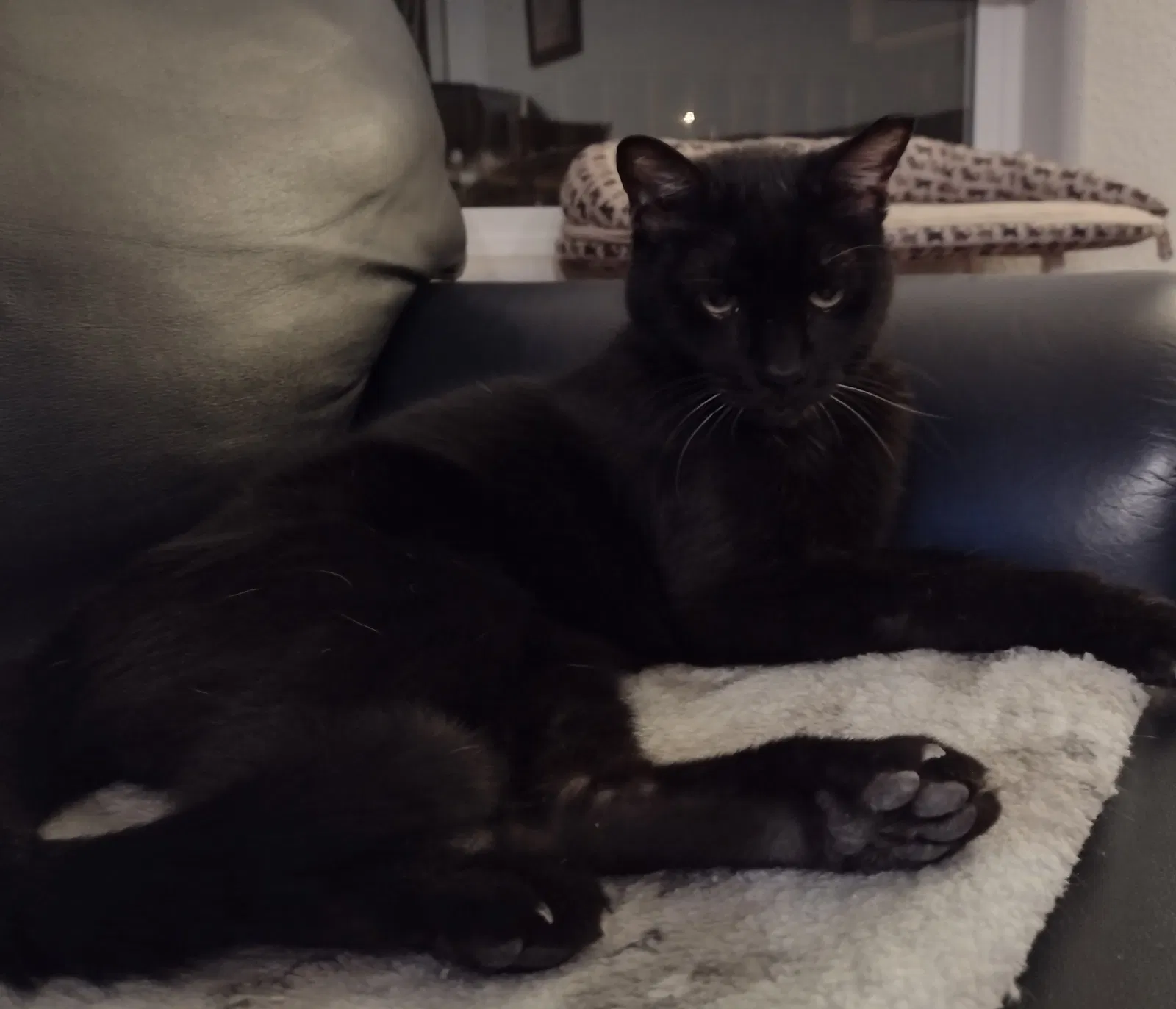 Lost cat in Gainesville, GA, 30504
