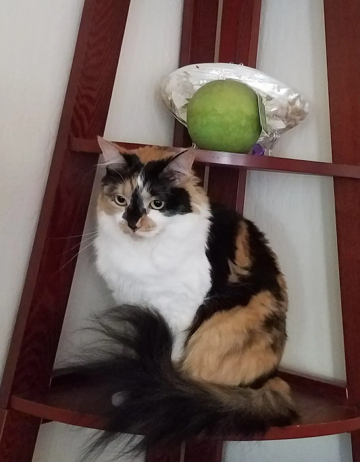 Lost cat in Concord, CA, 94518