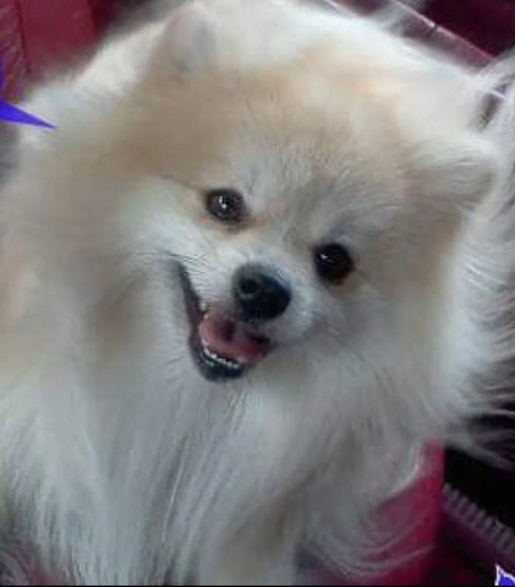 Lost dog in Fort Worth, TX, 76126