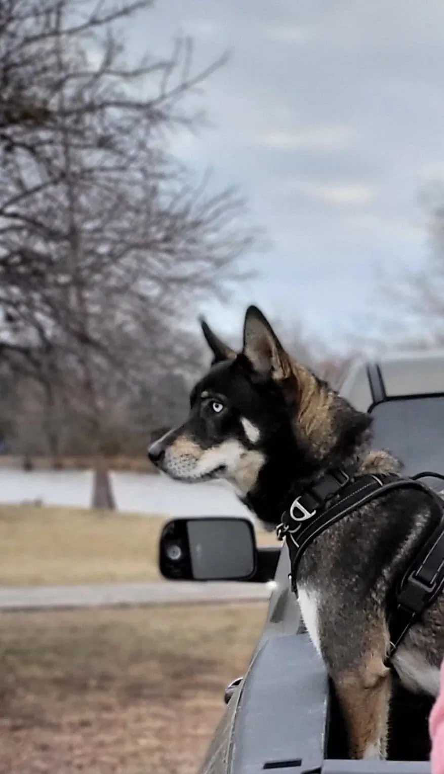 Lost dog in San Antonio, TX, 78242
