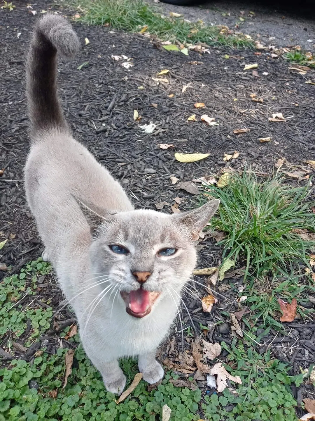 Lost cat in Indianapolis, IN, 46240