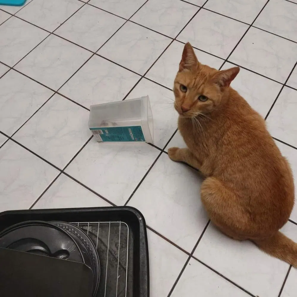 Lost cat in Staten Island, NY, 10312