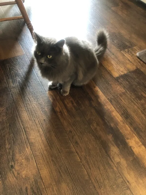 Lost cat in Manteca, CA, 95336