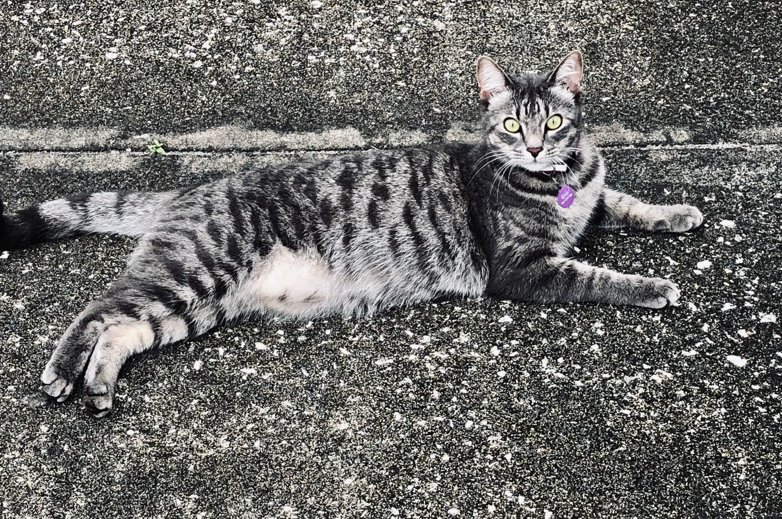 Lost cat in Saint Augustine, FL, 32084