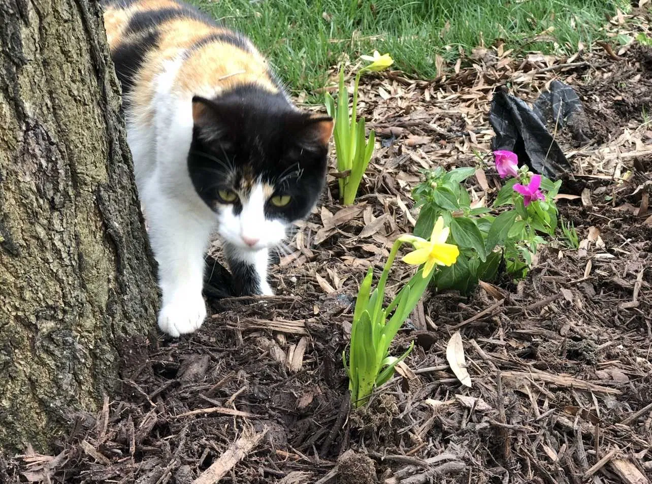 Lost cat in Matthews, NC, 28104