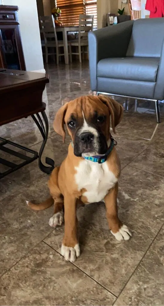 Lost dog in Garland, TX, 75042