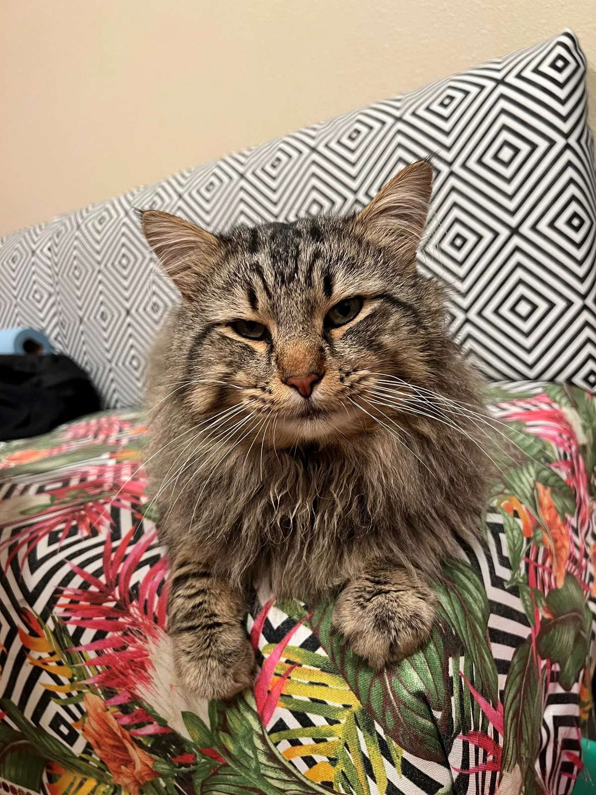 Lost cat in Portland, OR, 97233