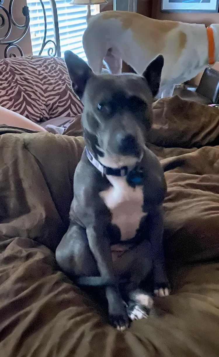 Lost dog in Houston, TX, 77057