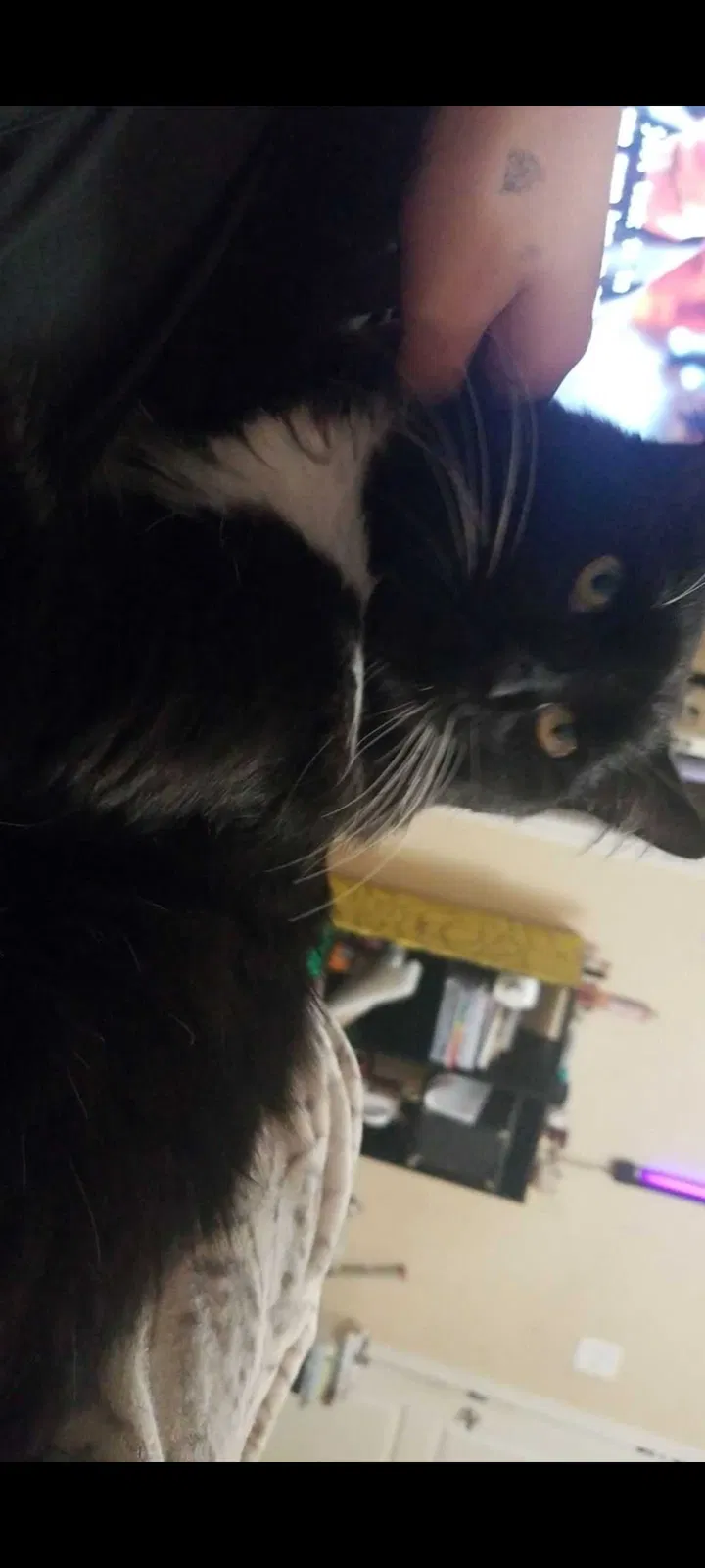 Lost cat in Corpus Christi, TX, 78418