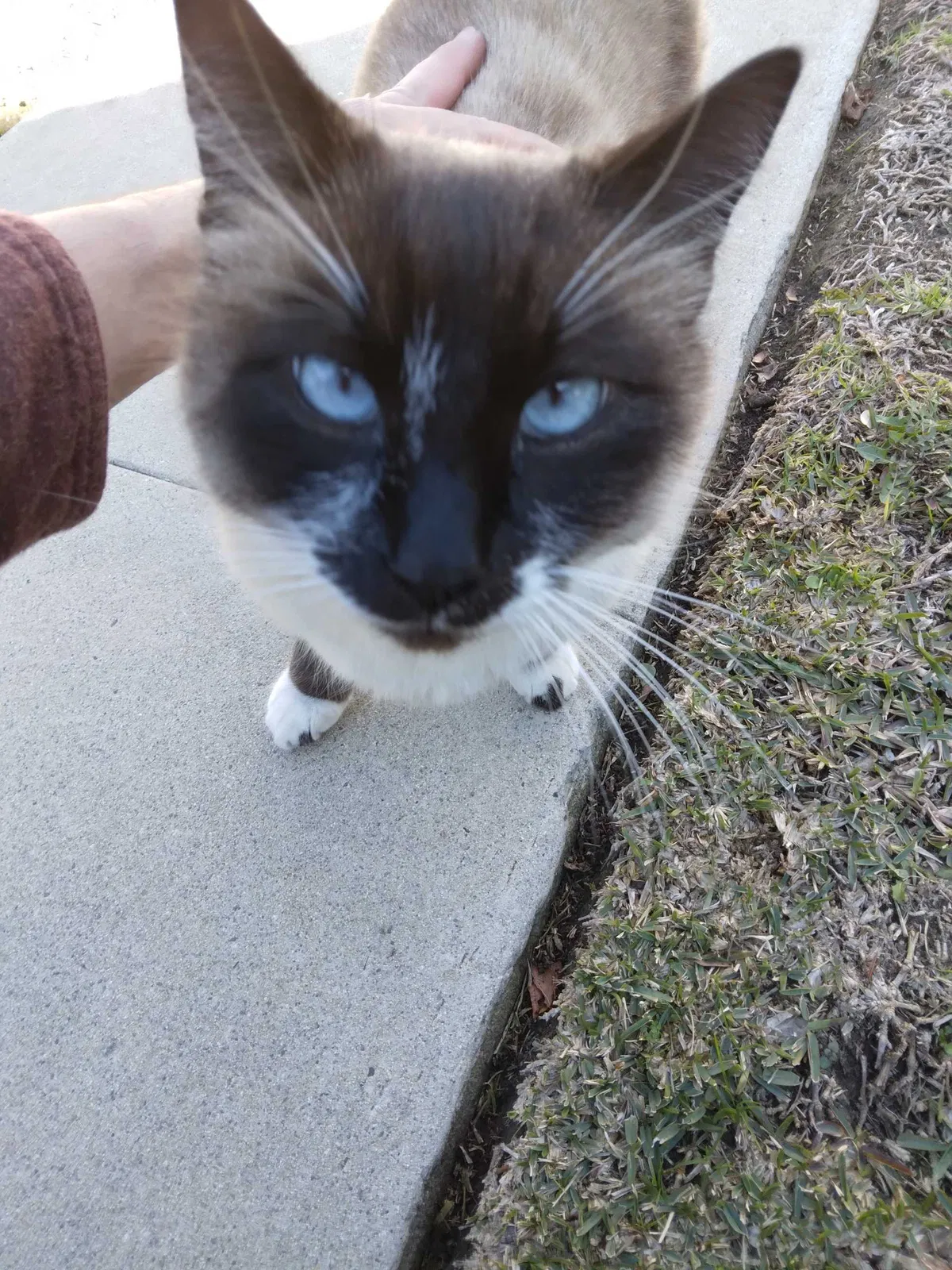 Lost cat in Downey, CA, 90241